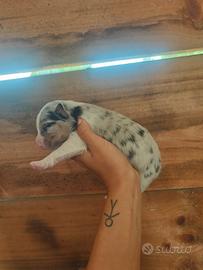 Pastore australiano Pedigree