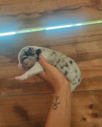 Pastore australiano Pedigree