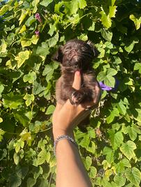 Chihuahua