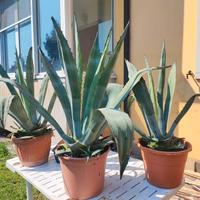 agave 