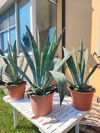 agave 