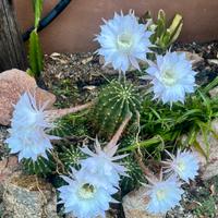 3 polloni Pianta Echinopsis