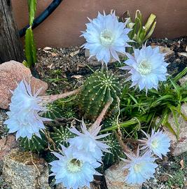 3 polloni Pianta Echinopsis