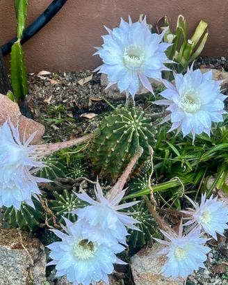 3 polloni 10-15cm Pianta Echinopsis