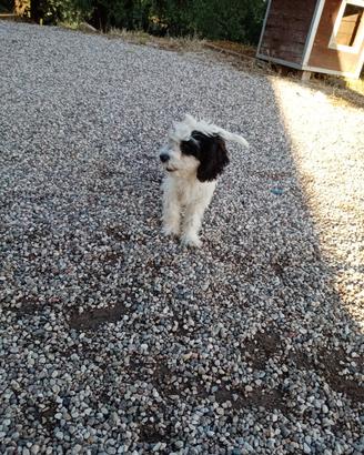 cocker/springer 