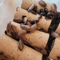 Blatte cineree ( Nauphoeta cinerea ) ×20