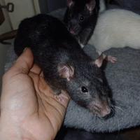 Ratto femmina rex standard black