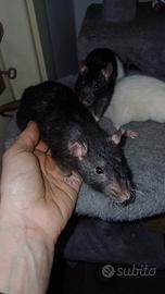 Ratto femmina rex standard black
