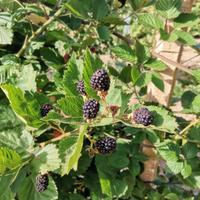 piante di more  giganti senza spine 