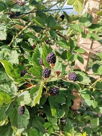 piante di more  giganti senza spine 