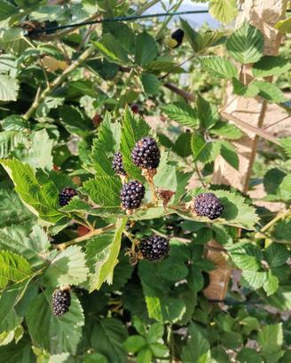 piante di more  giganti senza spine 