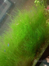 Muschio per pesci