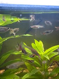 Guppy endler