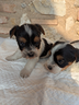 biewer-terrier