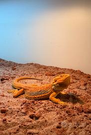 Pogona