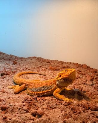 Pogona