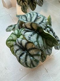 Alocasia silver drago.