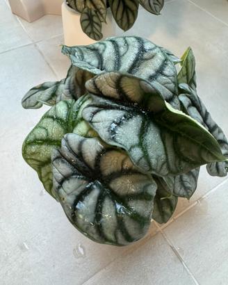 Alocasia silver drago.
