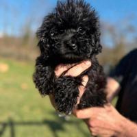 Calimero Maltipoo cucciolo