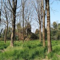 Piante in piedi: frassino, noce, rovere
