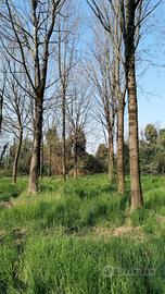 Piante in piedi: frassino, noce, rovere