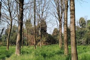 Piante in piedi: frassino, noce, rovere