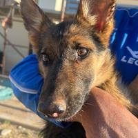 Cucciole Pastore Tedesco