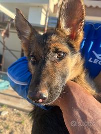 Cucciole Pastore Tedesco