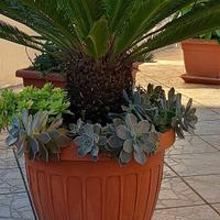 CYCAS