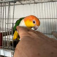 Caicco due maschi