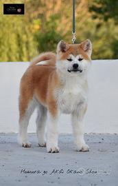 Cuccioli Akita inu - Professional Breeding