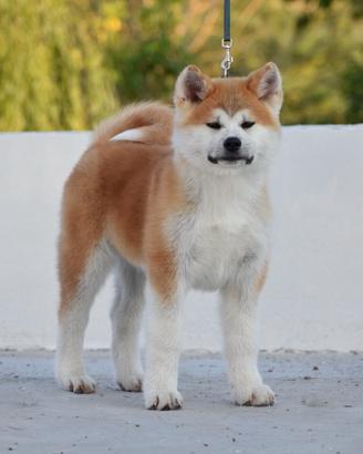 Cuccioli Akita inu - Professional Breeding