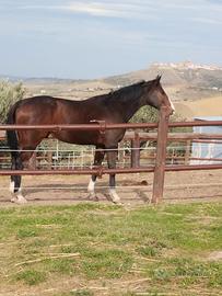 Cavallo