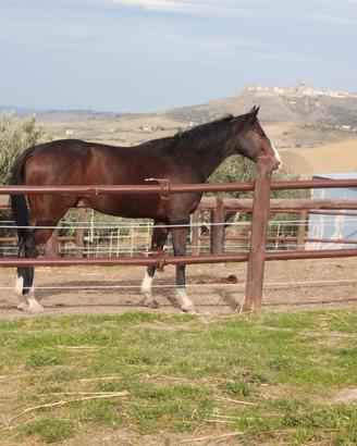 Cavallo