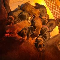 Labrador Retriever Neri e Chocolate