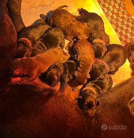 Labrador Retriever Neri e Chocolate