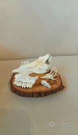 Decorazioni teschi e ossa