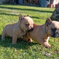 Bulldog francese