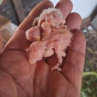 Inseparabili da imbecco