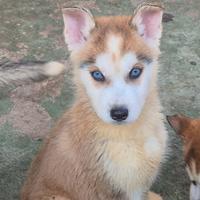 Tre cuccioli.husky siberiano