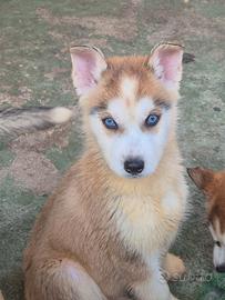 Tre cuccioli.husky siberiano