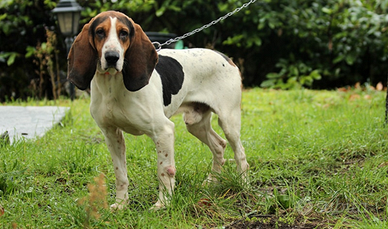 Incrocio giura per ariegeois da caccia
