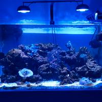 Acquario marino aqpet