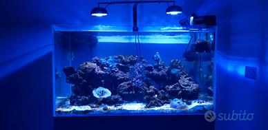 Acquario marino aqpet