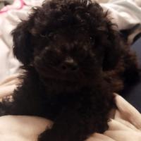 Ultimo cucciolo di barboncino nano