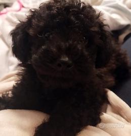 Ultimo cucciolo di barboncino nano