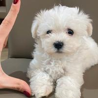 Cucciolo maltese coreano
