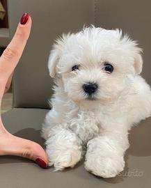 Cucciolo maltese coreano