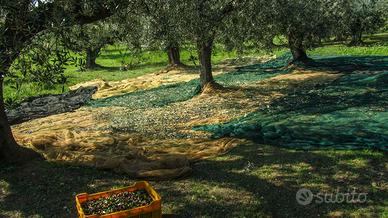 Loreto Aprutino, Terreno con olivo e Frutta