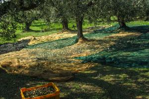 Loreto Aprutino, Terreno con olivo e Frutta